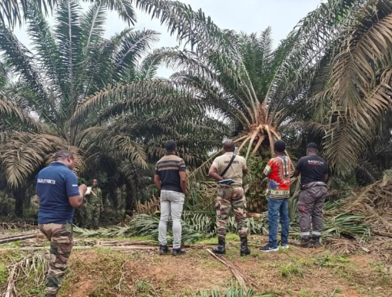 Une des plantations d'olam gabon détruit par des éléphants. © DR