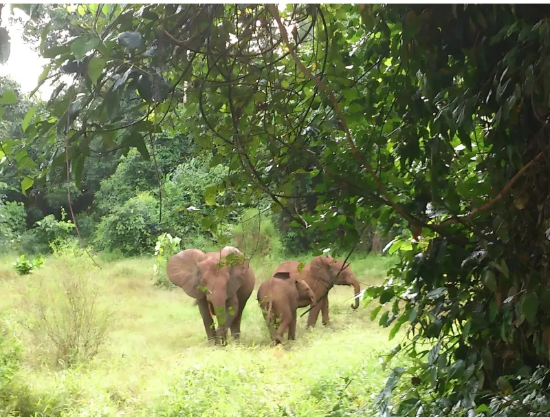 une vue des éléphants 