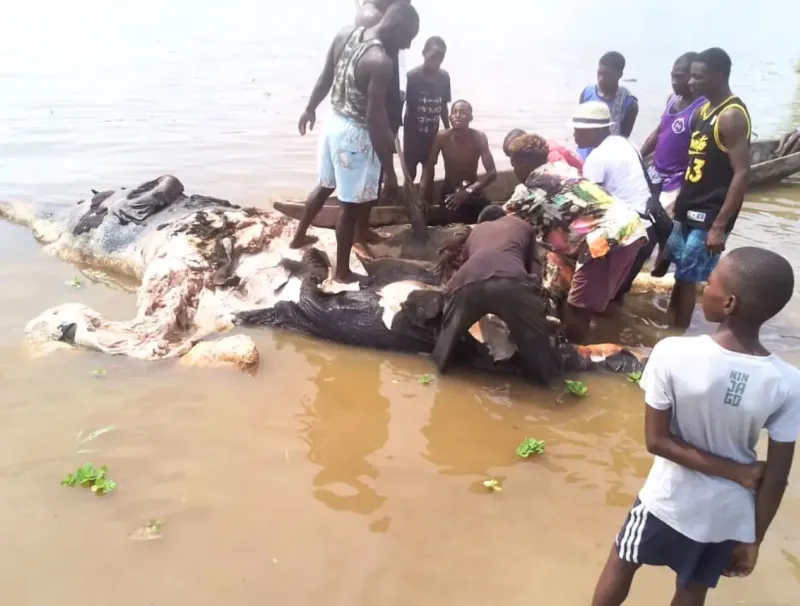 Un instantané du dépeçage du pachyderme par les riverains. © DR