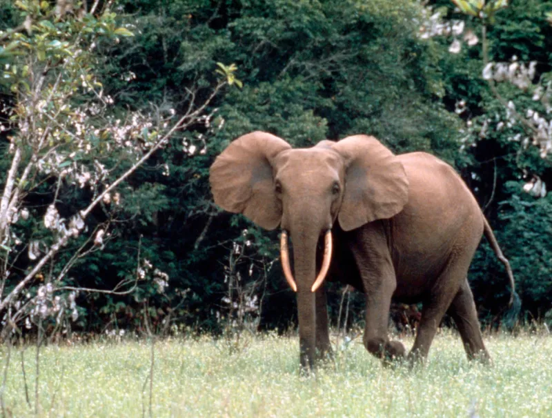 Eléphant de forêt au Gabon © DR