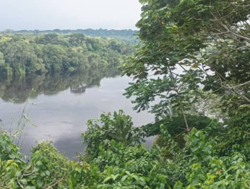 Forêt équatoriale Afrique centrale 