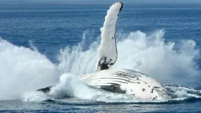 Baleines du Gabon