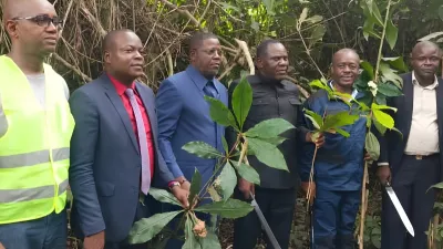 Les agents de la Caistab à la plantation de café d'Ondzeye