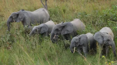 Groupe d'éléphants de la Lopé