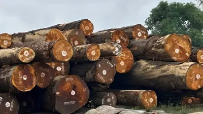 Grumes d'okoumé
