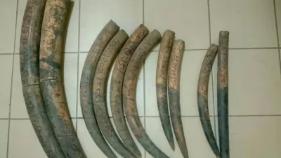 Les pointes d’ivoire saisies