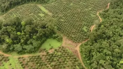 Une palmeraie d'Olam Palm Gabon vue d’en haut