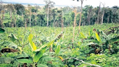 Une vaste plantation de banane à Dilemba, dans le département de Mongo