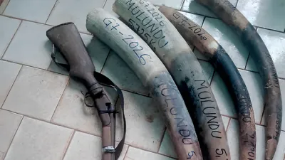 Les pointes d’ivoire et le fusil qui a servi aux braconniers présumés.