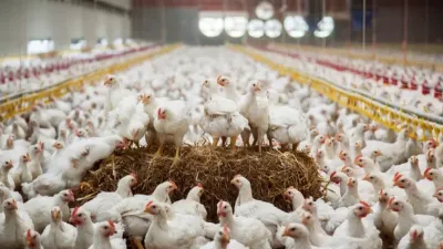 Élevage de poulet de chair