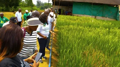 Rizière à kougouleu