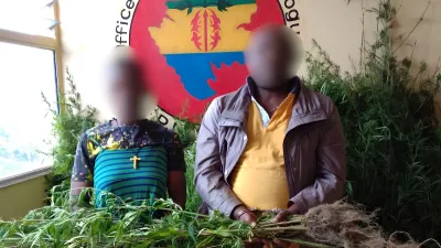 Les trafiquants présumés de cannabis du village Akok-Bong-Nseme