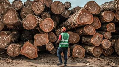 Forêt-Bois : 20 milliards pour relancer la filière