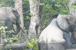 Makokou : un sexagénaire tué par un éléphant à Iyoko-Ngota