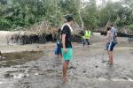 Plurméa au secours des mangroves